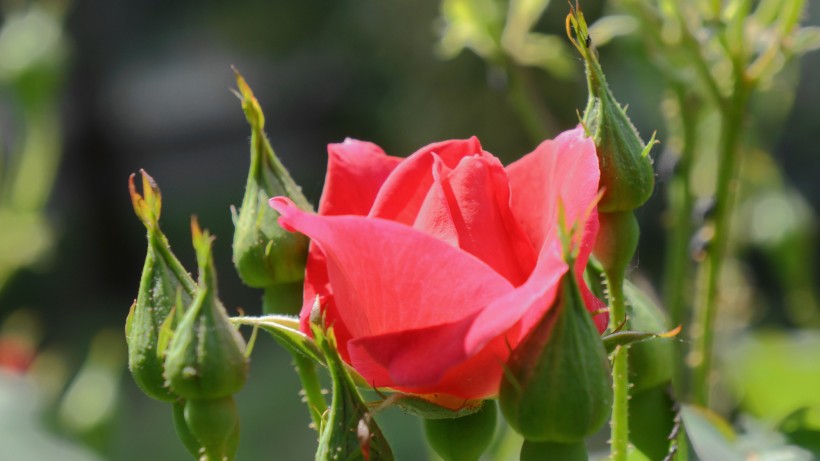 红色月季花图片