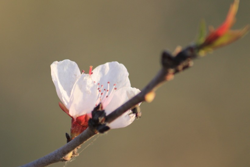 灿烂的桃花图片