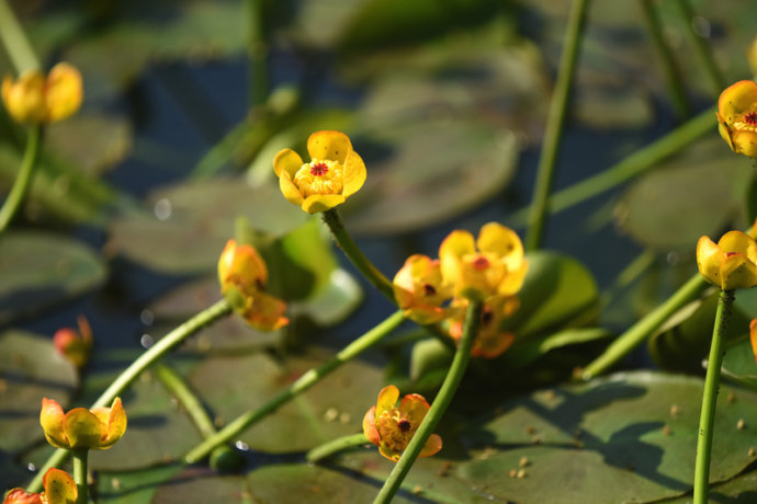 黃金蓮百花爭(zhēng)妍