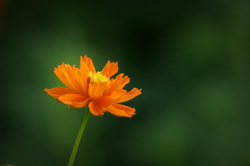 金色硫華菊圖片