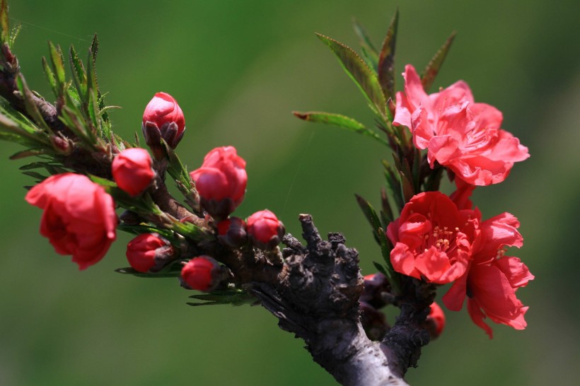 碧桃花图片