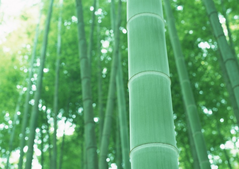 夏日的竹林图片