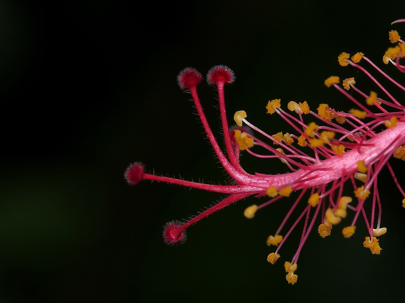 朱槿花蕊图片