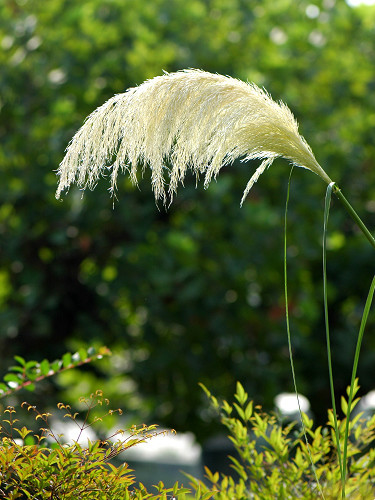 再發(fā)細葉芒草花