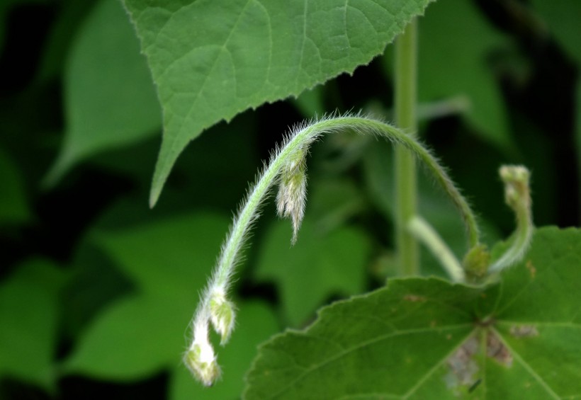 藤蔓植物圖片