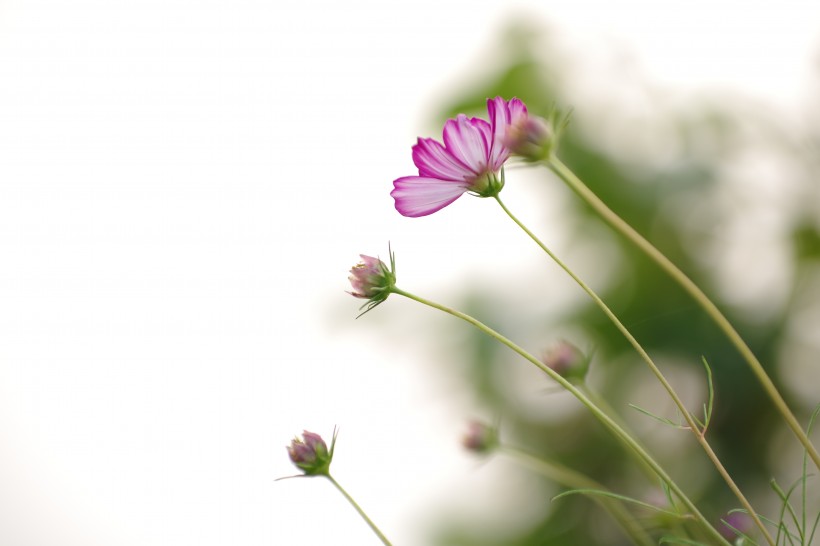 清纯淡雅格桑花图片