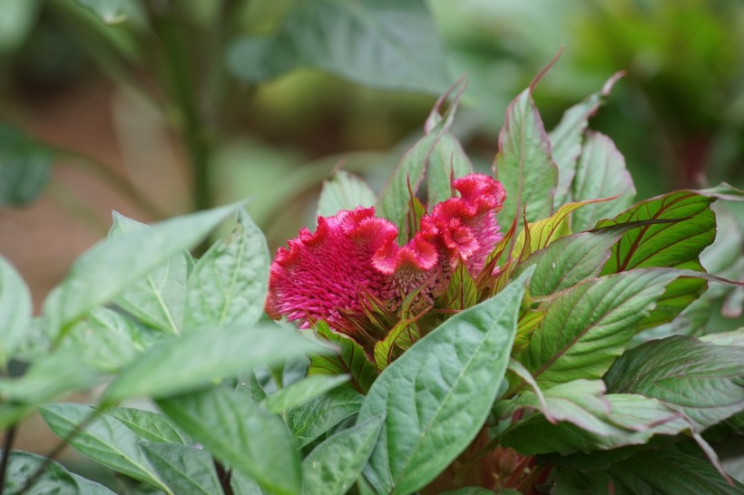 紅色雞冠花圖片