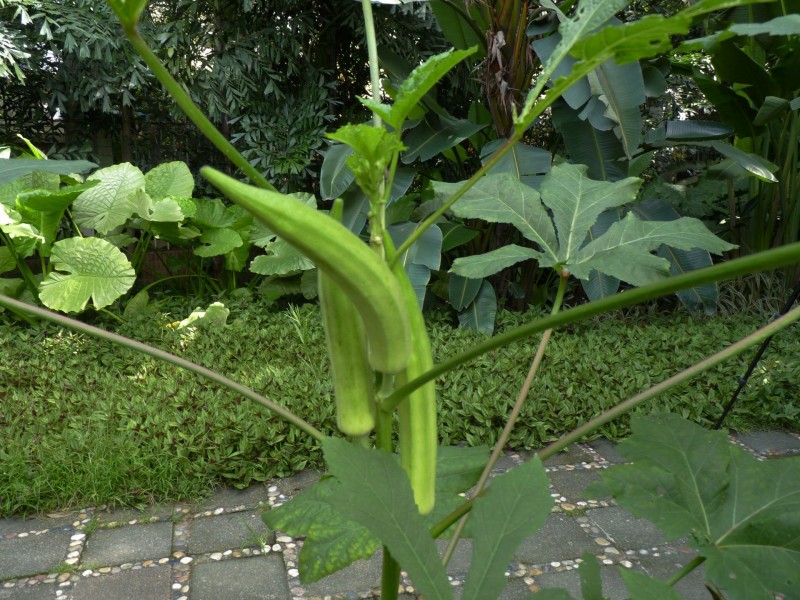 秋葵和秋葵花图片