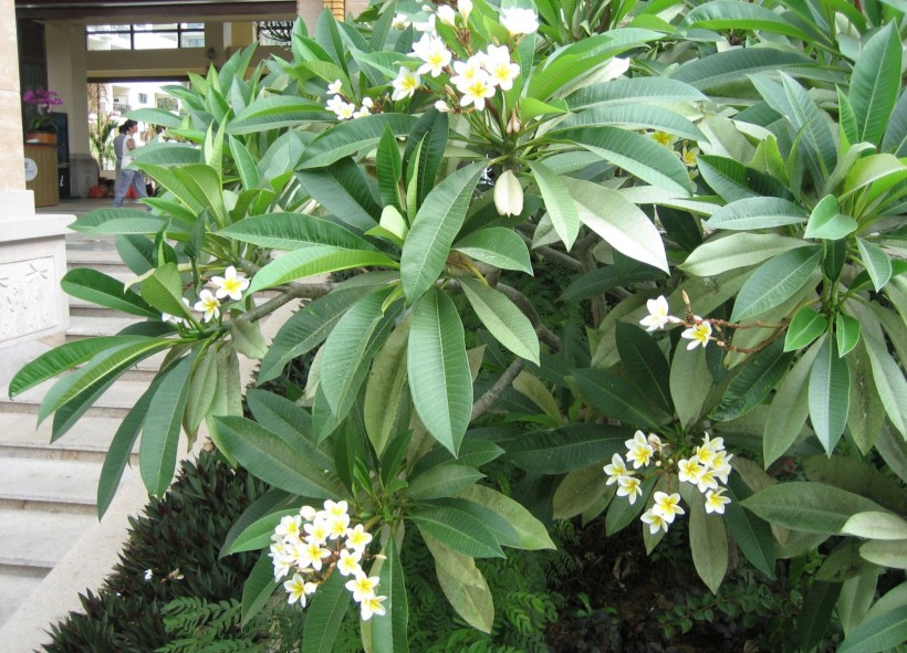 钝叶鸡蛋花图片