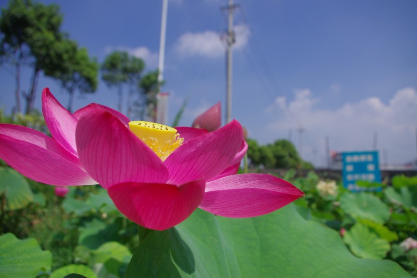 美貌的荷花图片