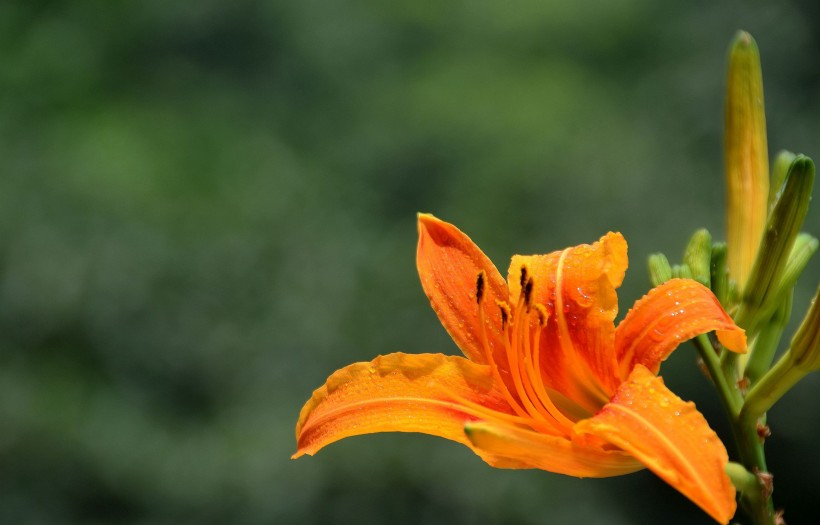 橘黄色金针花图片