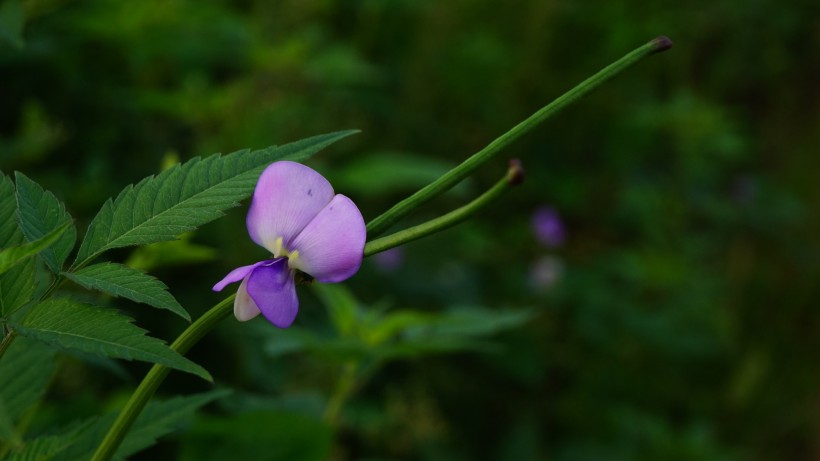 清新豆角花圖片