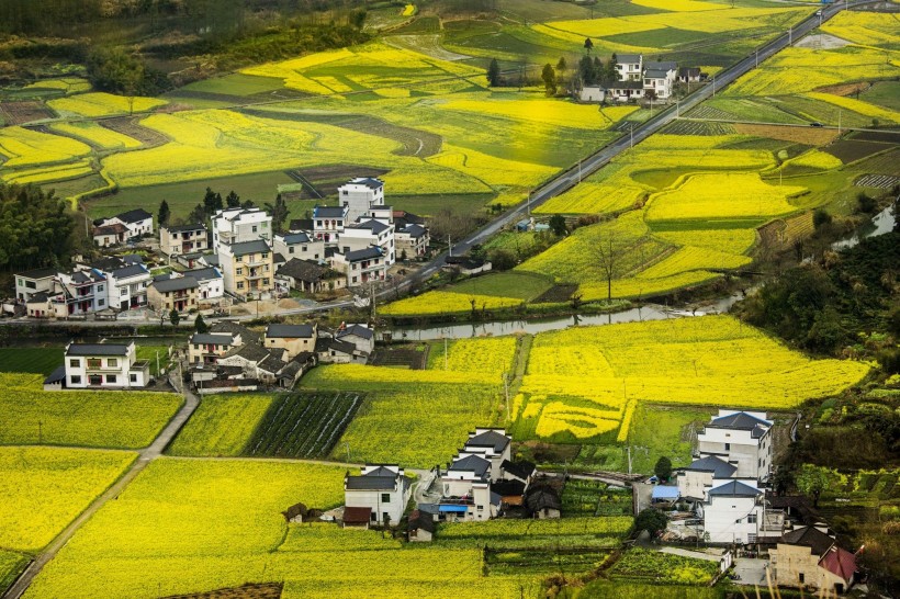 远眺油菜花田图片