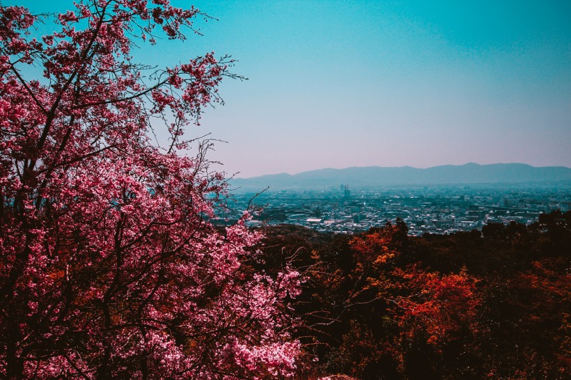 美丽的樱花图片