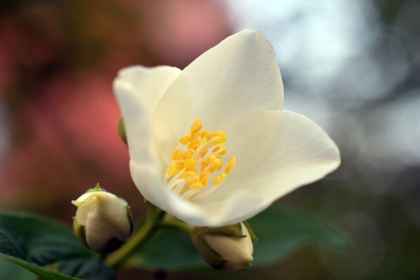 茉莉花圖片