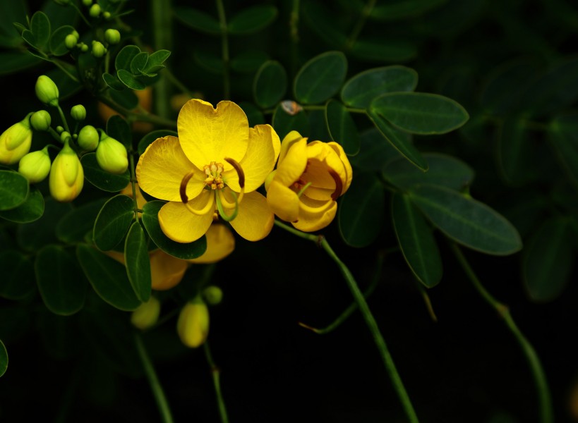 決明子花圖片