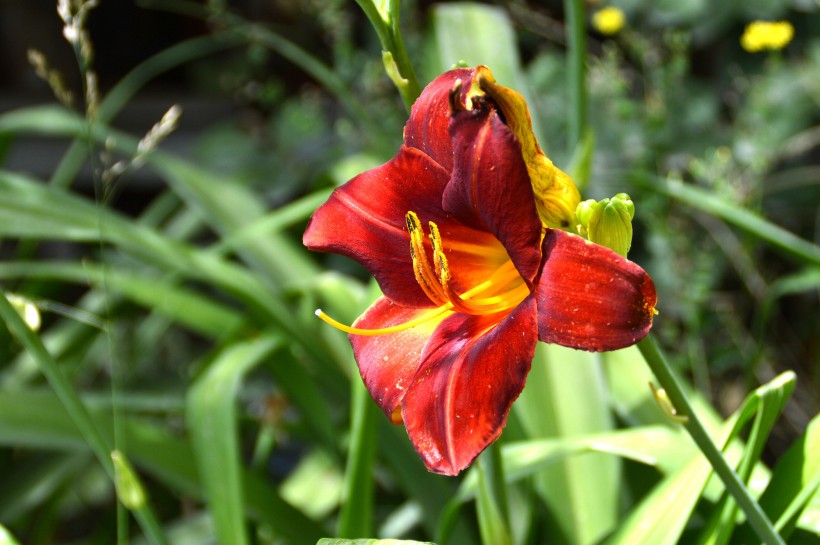 百合花图片