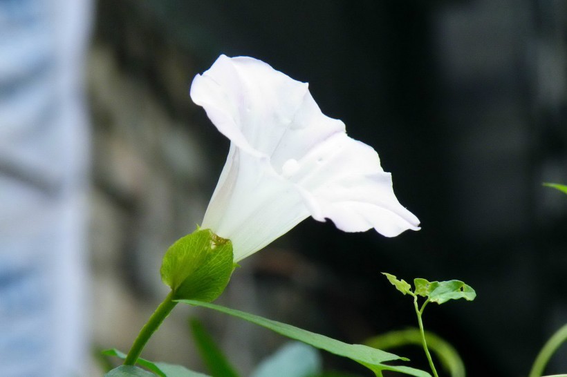 唯美的牵牛花图片