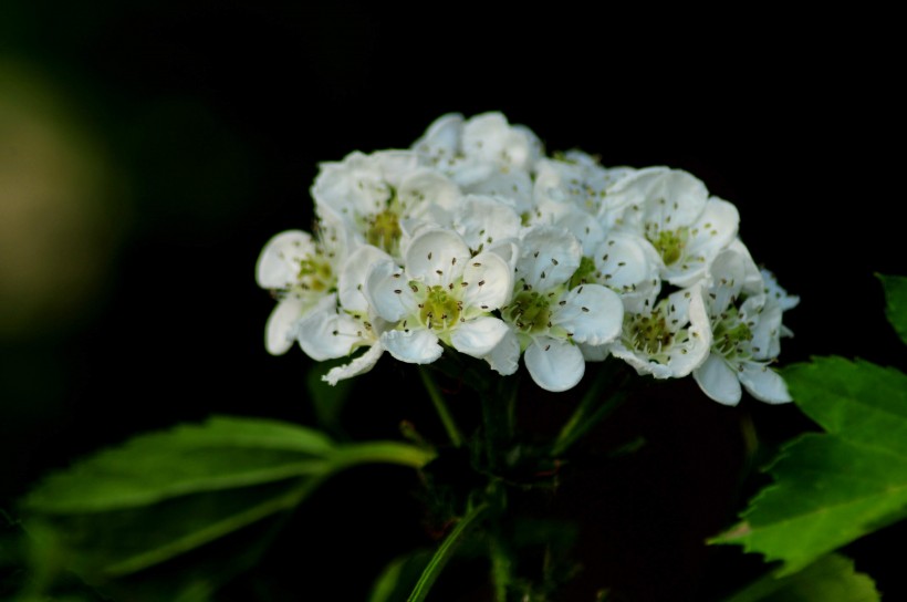 山楂花图片