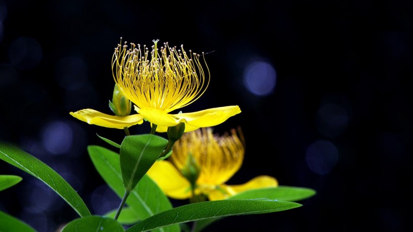 金丝桃花卉图片