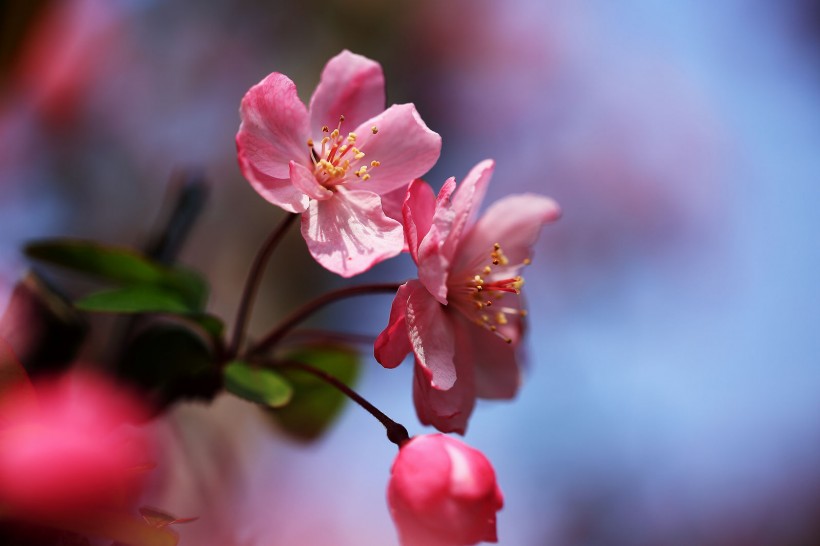 樱桃花图片