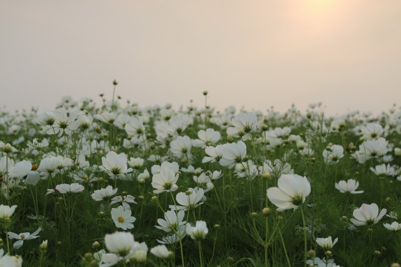 波斯菊圖片