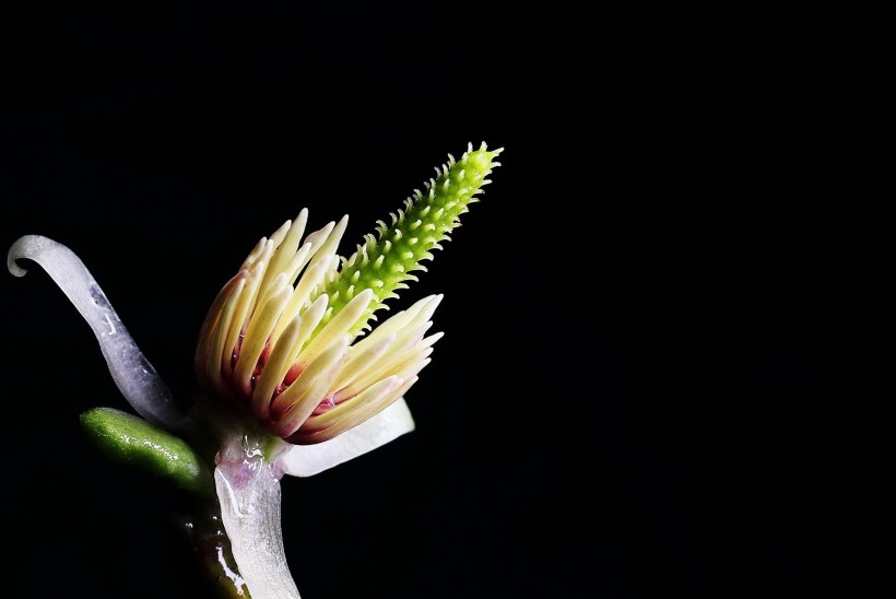 玉兰花花蕊图片