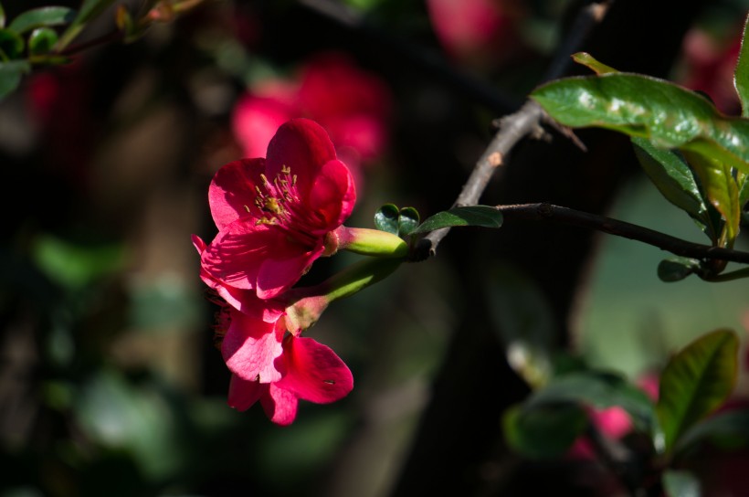 紅海棠花圖片