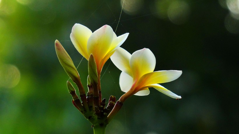 黄色鸡蛋花图片