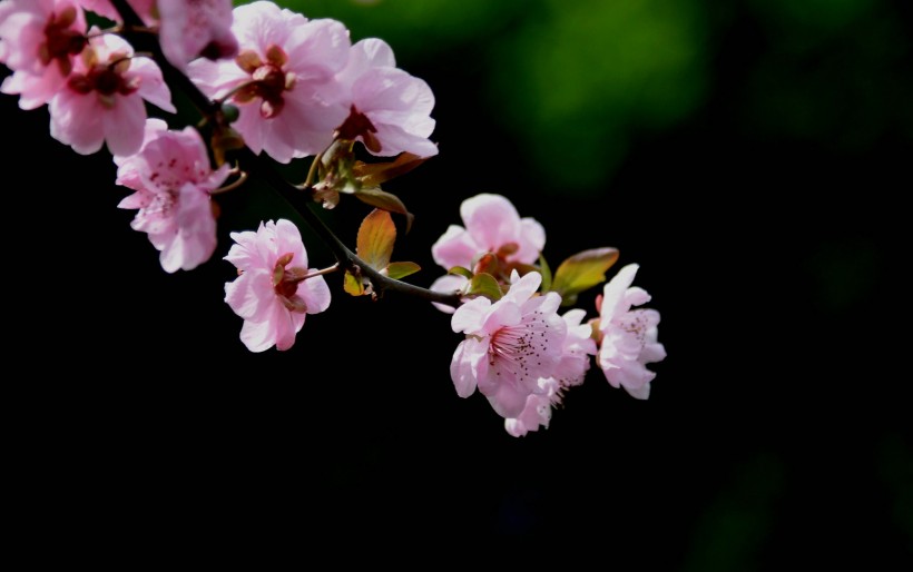 梅花图片