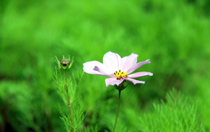 清新波斯菊花卉图片