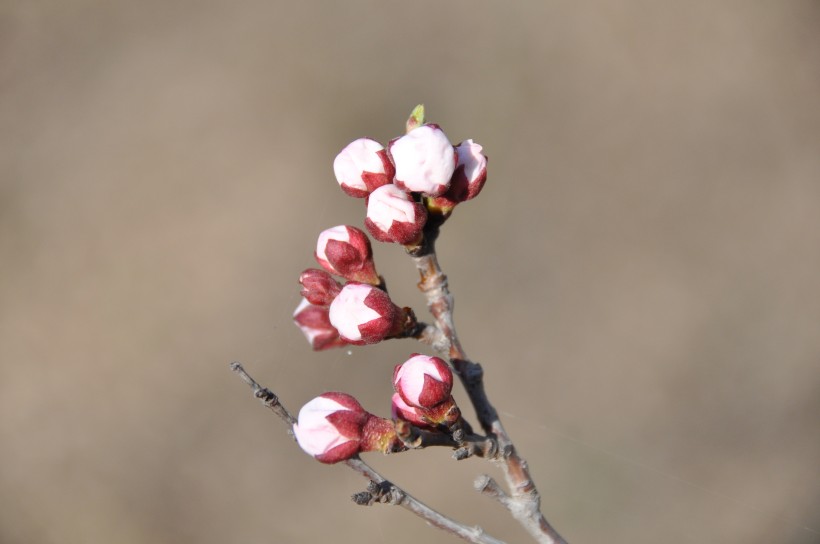 杏花圖片