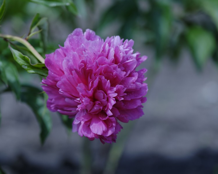 芍药花图片