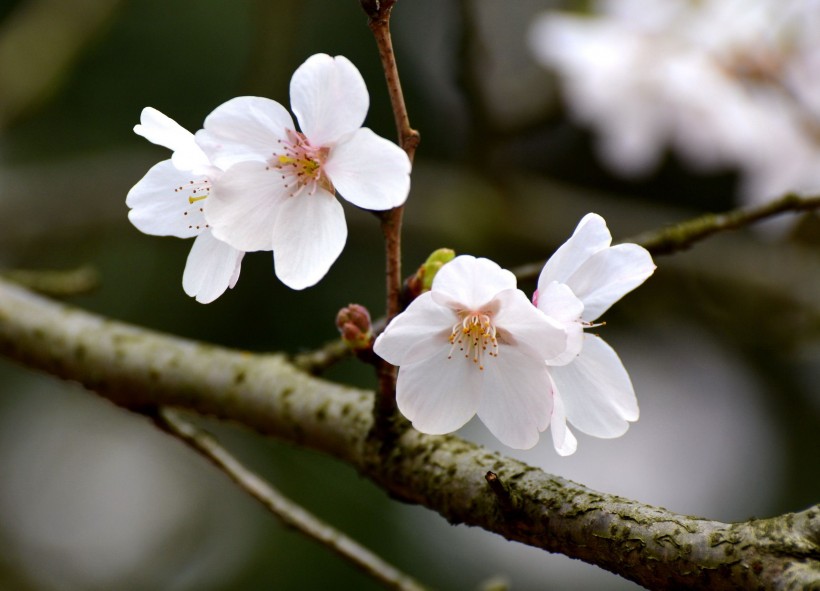 白色樱花图片