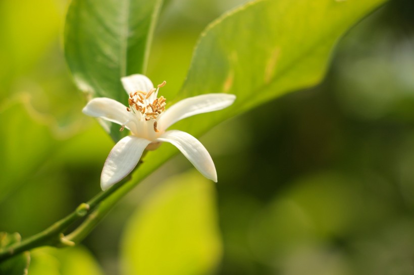 柠檬花图片