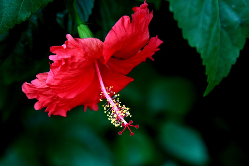 艳丽扶桑花图片