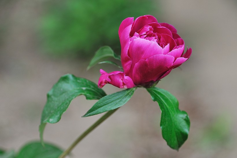 粉色芍药花图片