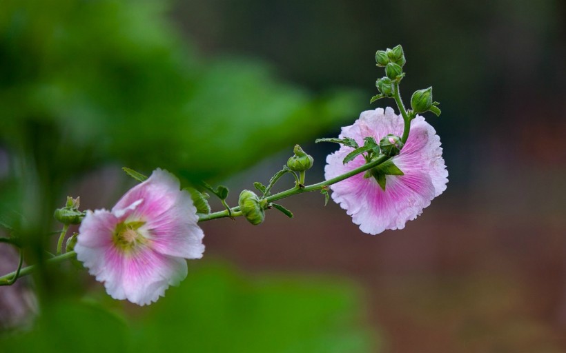 粉色蜀葵花图片