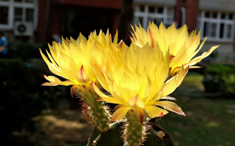 仙人掌花圖片