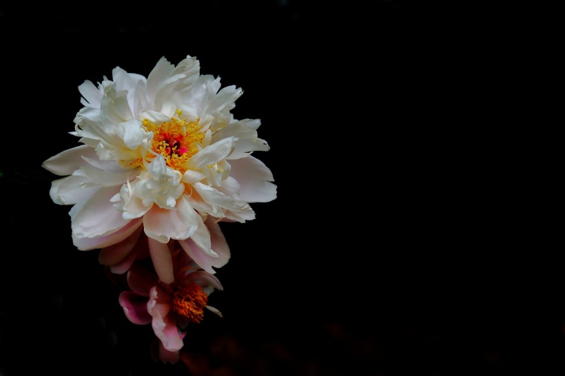 淡雅迷人芍药花图片