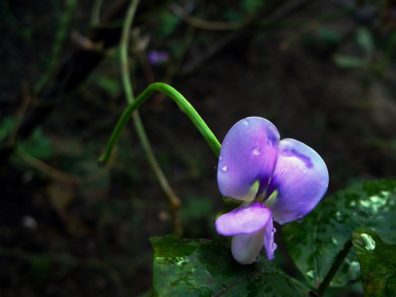 豆角花圖片