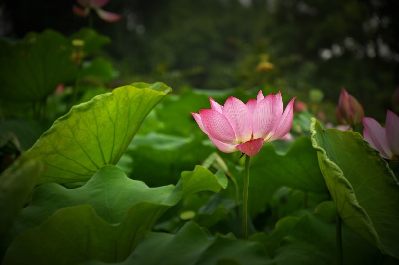 風(fēng)雨中荷花圖片