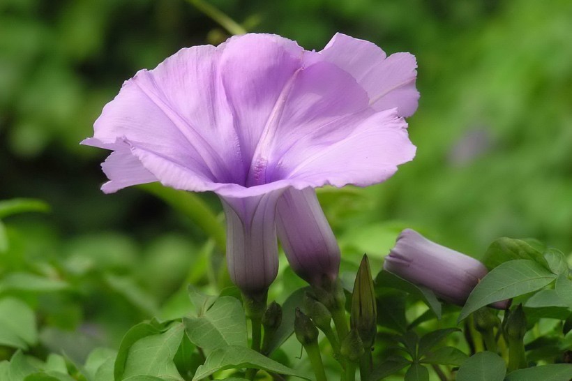 唯美的牵牛花图片