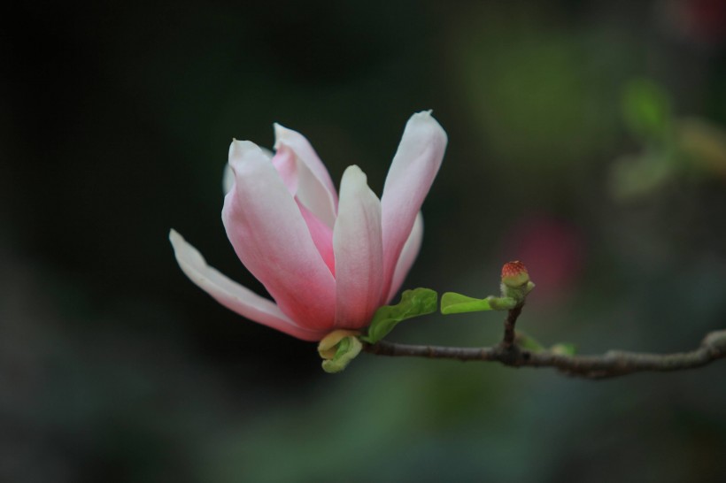 粉色玉兰花卉图片