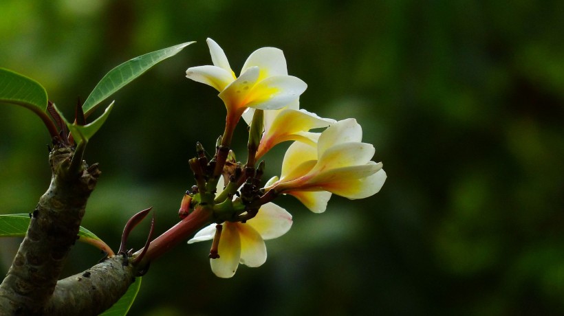 黃色雞蛋花圖片