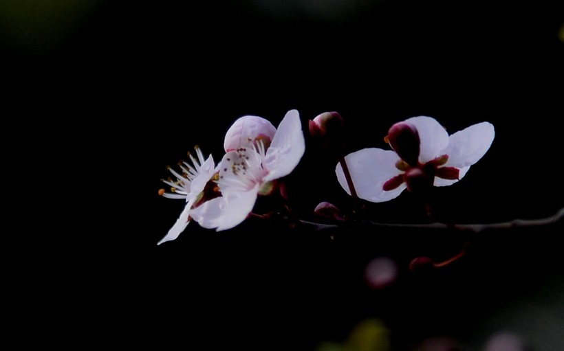 梅花圖片