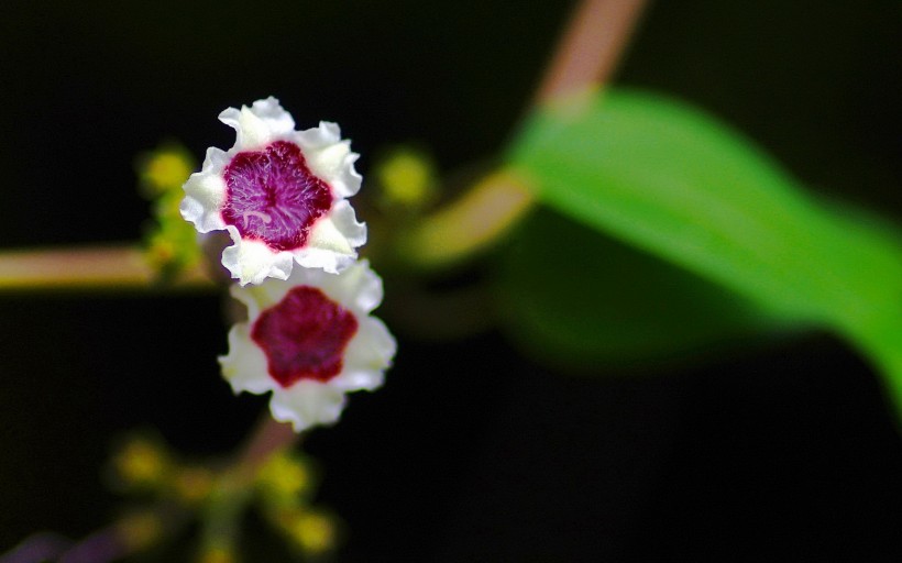 雞屎藤花圖片