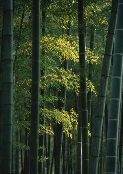 炎炎夏日里的一抹清涼竹林圖片