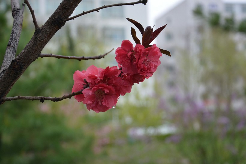 红色桃花图片