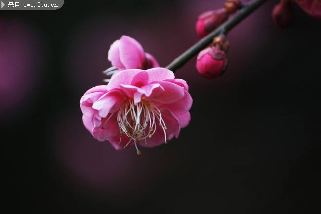 梅花圖片素材冬日鮮花特寫